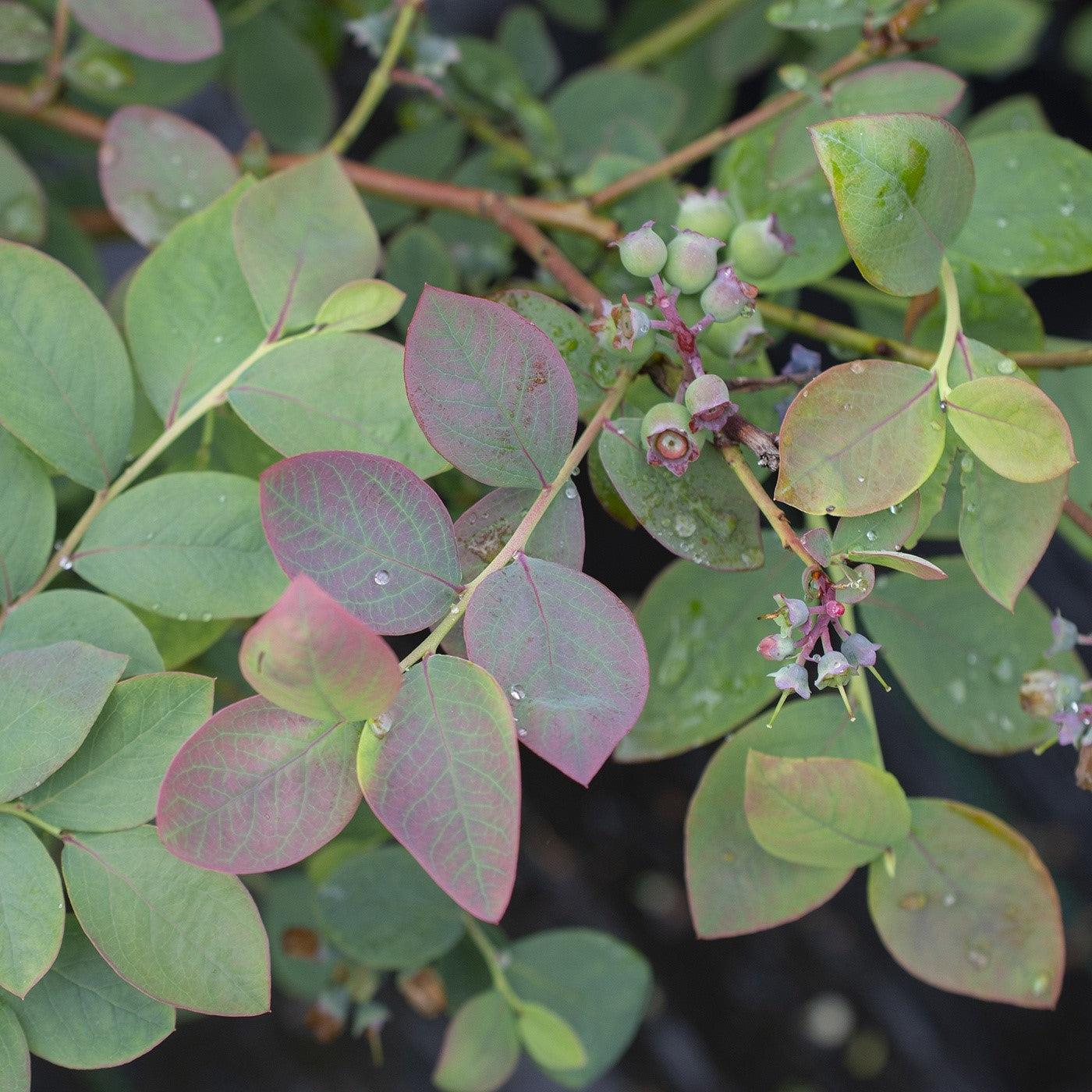 Vaccinium corymbosum - Bushel and Berry® Silver Dollar® Blueberry