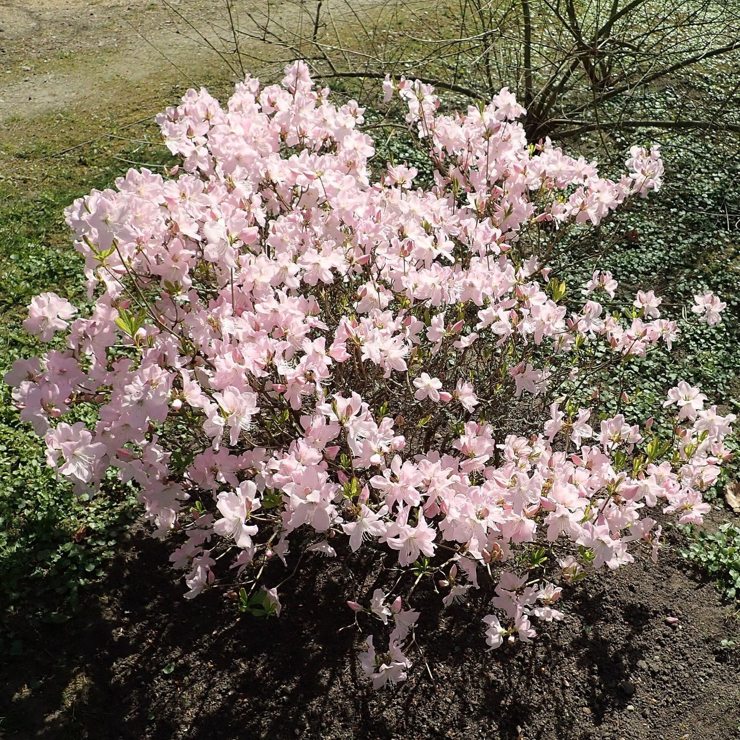 Azalea schlippenbachii  - Royal Azalea