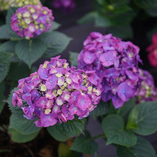 Hydrangea macrophylla - Let's Dance® Big Band® Hydrangea