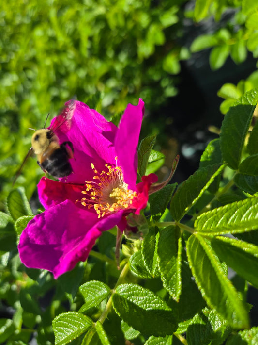 Rosa rugosa  - Rugosa Rose, Japanese Rose