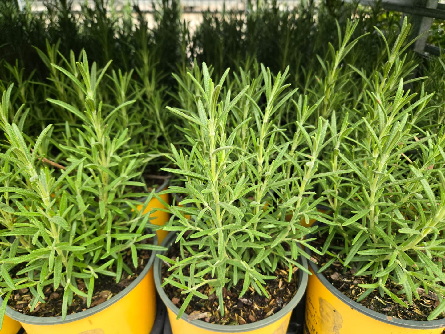 Rosmarinus officinalis - Arp Rosemary