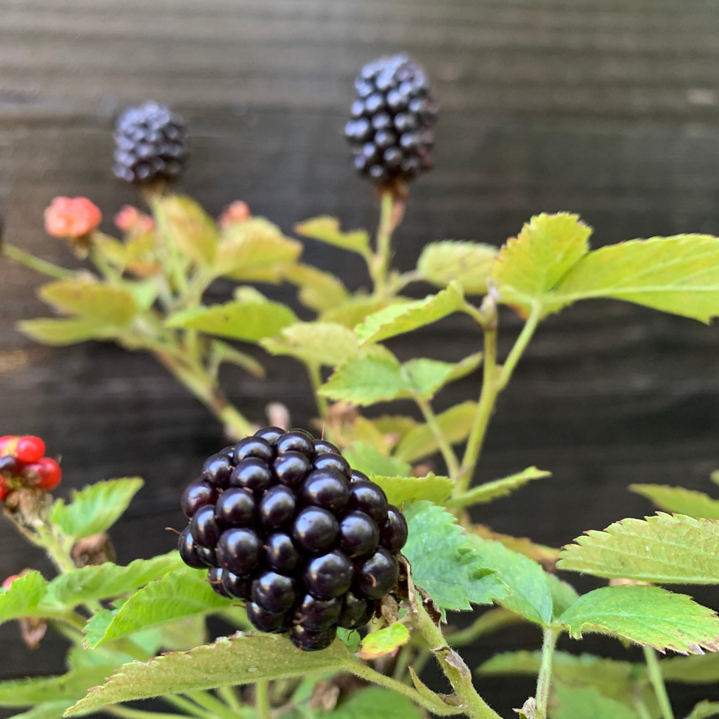 Rubus ulmifolius - Bushel and Berry® Baby Cakes® Thornless Blackberry