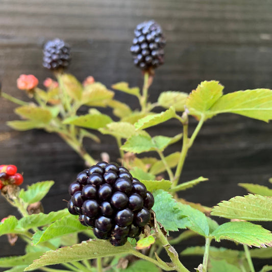 Rubus ulmifolius - Bushel and Berry® Baby Cakes® Thornless Blackberry