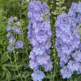 Delphinium x - Delgenius™ Shelby Delphinium