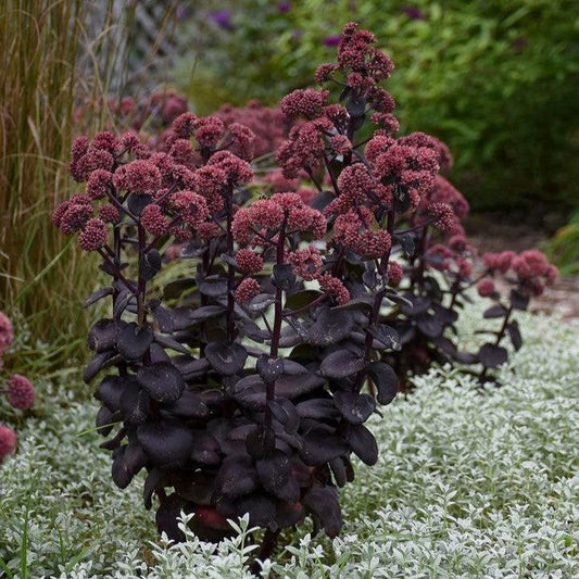 Sedum - Night Embers Stonecrop
