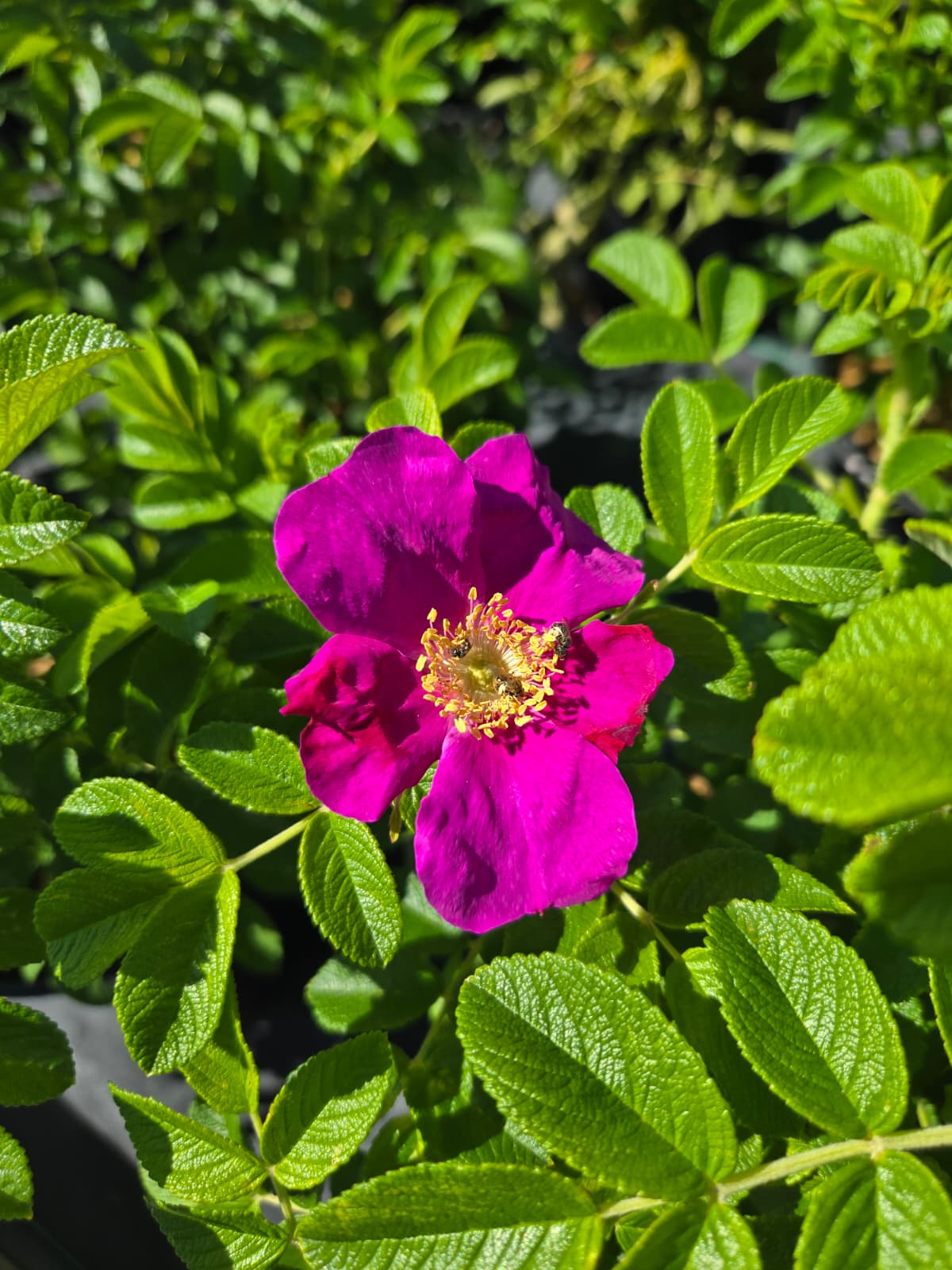 Rosa rugosa  - Rugosa Rose, Japanese Rose