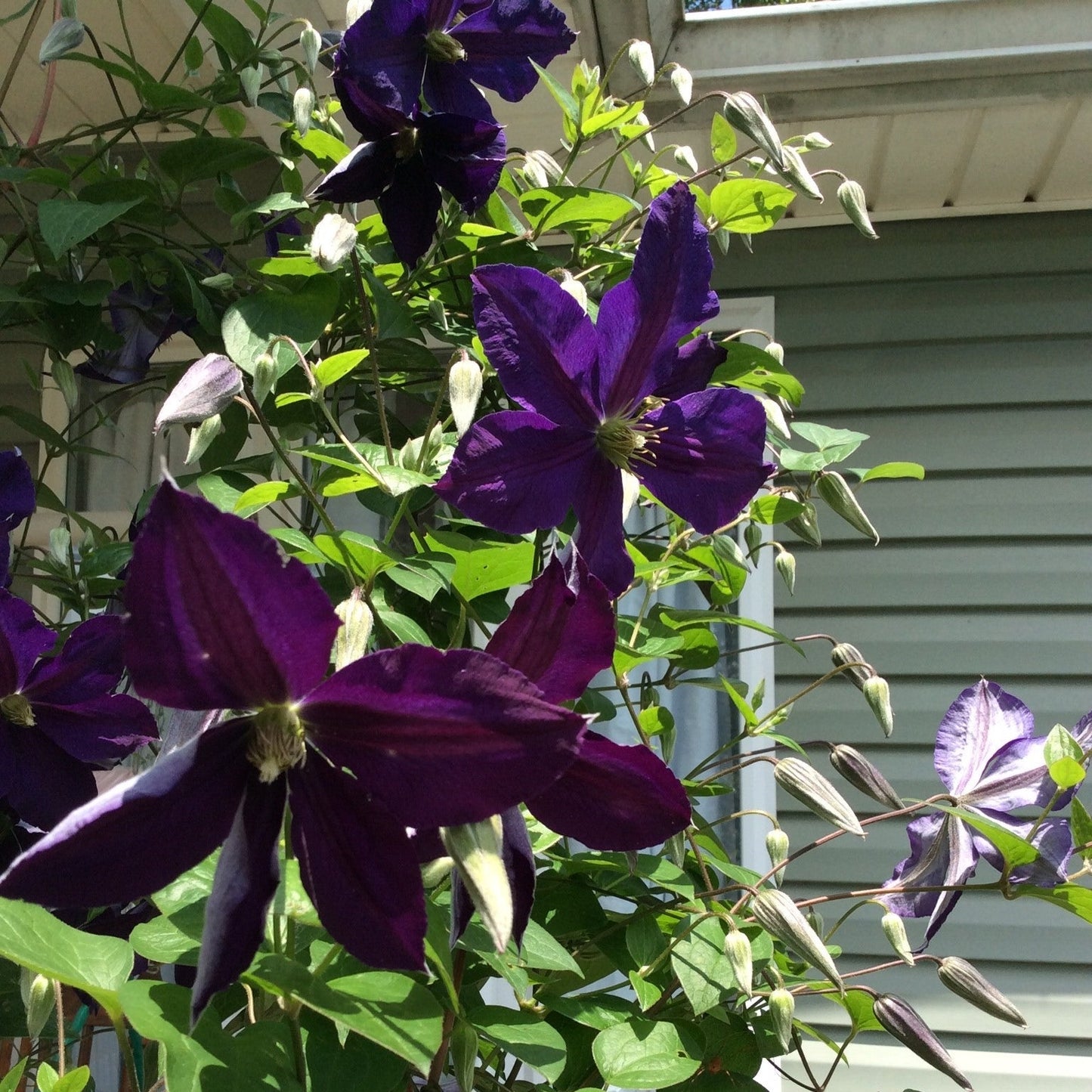 Clematis - Jackmanii Superba Clematis