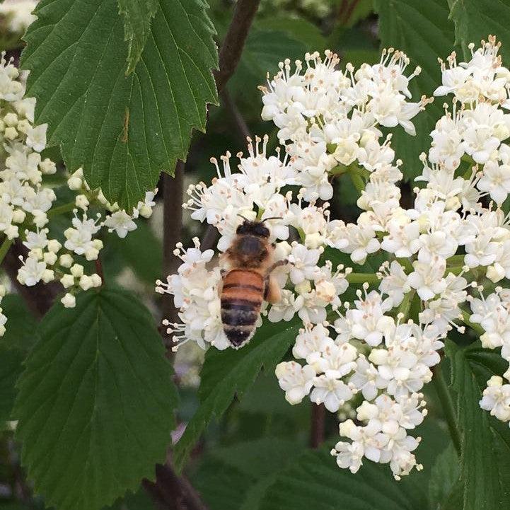 Viburnum dentatum -  NativeStar® Plum Pudding Viburnum