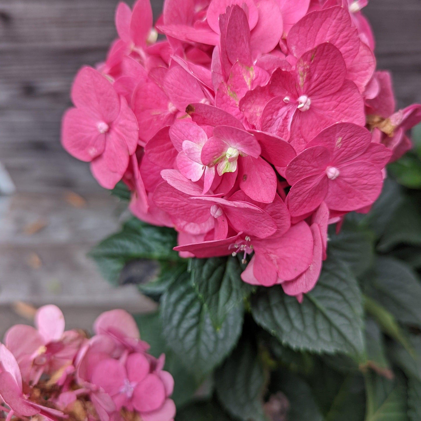 Hydrangea macrophylla - Endless Summer® Summer Crush® Hydrangea