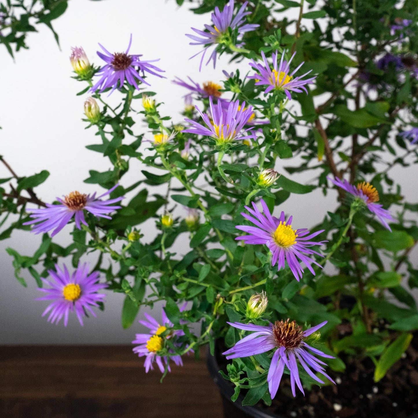 Aster oblongifolius - Raydon's Favorite Aromatic Aster