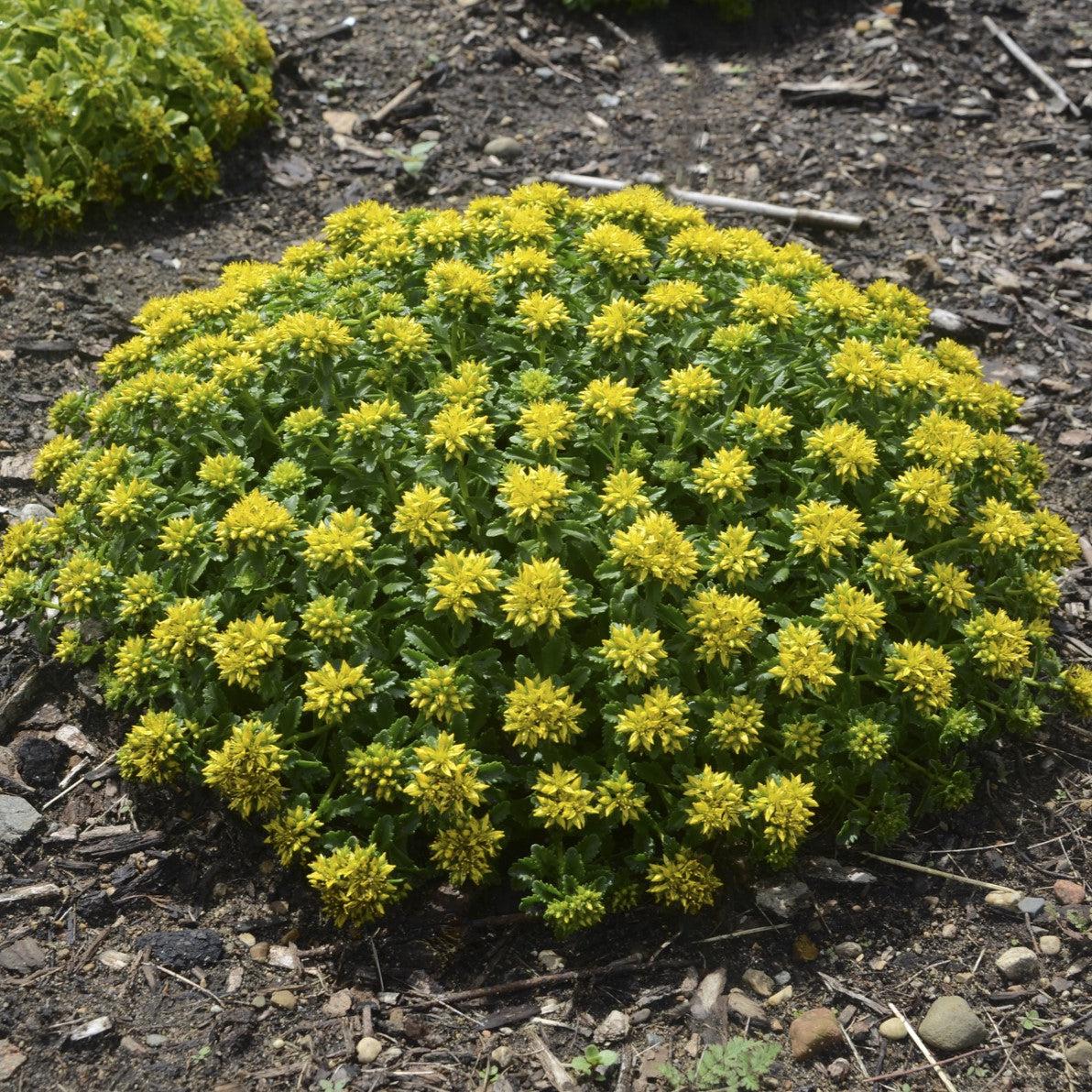 Sedum kamtschaticum - Little Miss Sunshine Stonecrop