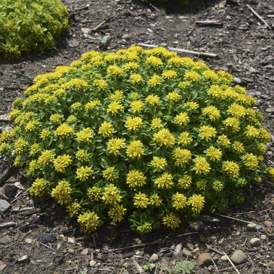 Sedum kamtschaticum - Little Miss Sunshine Stonecrop
