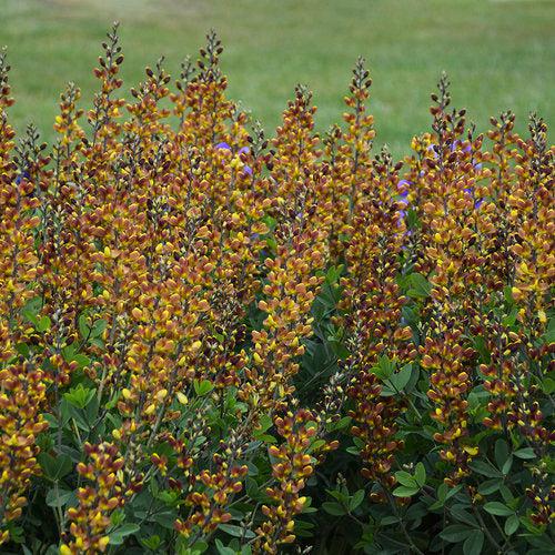Baptisia - Decadence® Cherries Jubilee Baptisia