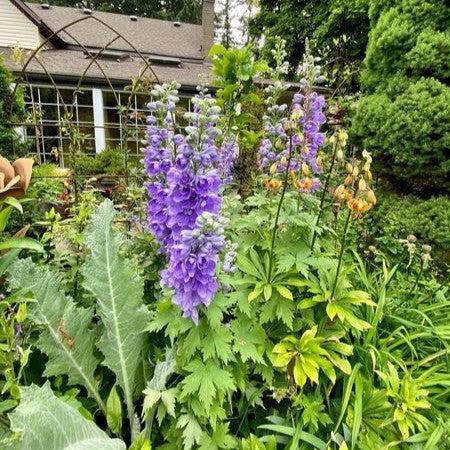 Delphinium elatum - Aurora™ Lavender Delphinium