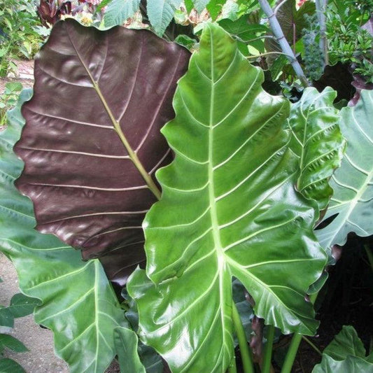 Alocasia - Masquerade™ Mayan Mask Alocasia