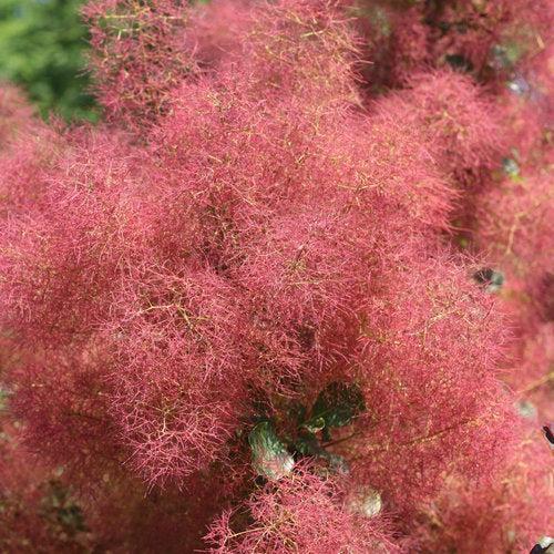 Cotinus coggygria - The Velvet Fog®  Smokebush