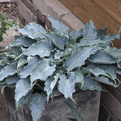 Hosta - PW® Shadowland® 'Waterslide' Hosta
