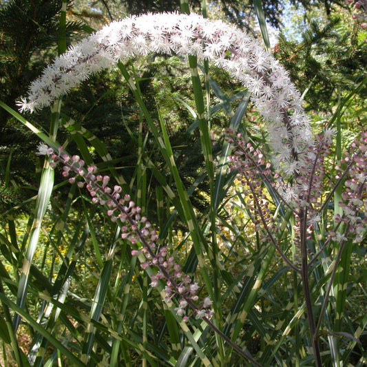 Actaea simplex - Brunette Bugbane, Cohosh