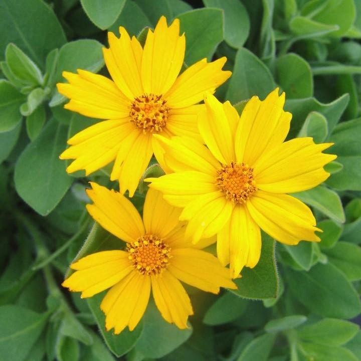 Coreopsis pubescens - Sunshine Superman Star Tickseed