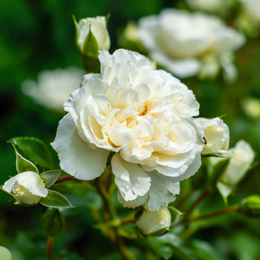 Rosa - Susan Williams-Ellis® Rose