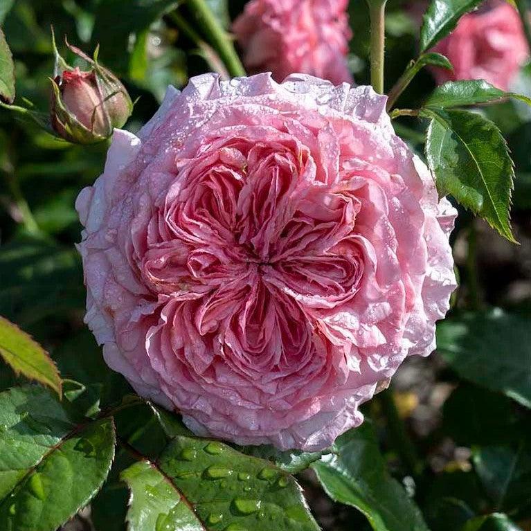 Rosa - Romantica® Ball Gown™ Rose