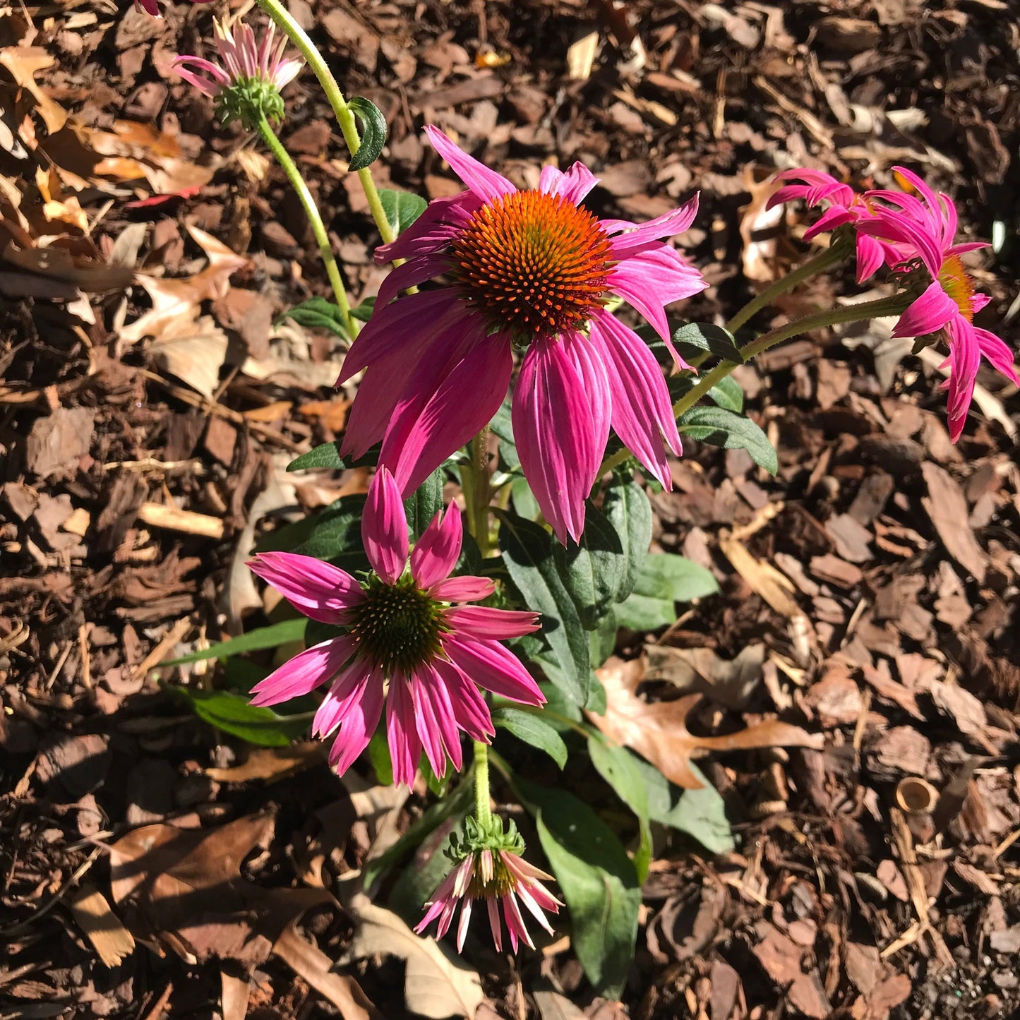 Echinacea purpurea - PowWow® Wild Berry Echinacea, Coneflower
