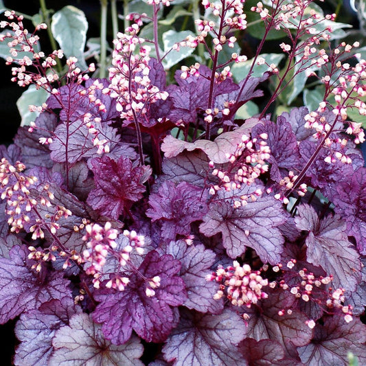 Heuchera x - CITY™ Shanghai Heuchera