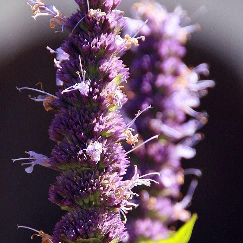 Agastache x - Black Adder Giant Hyssop