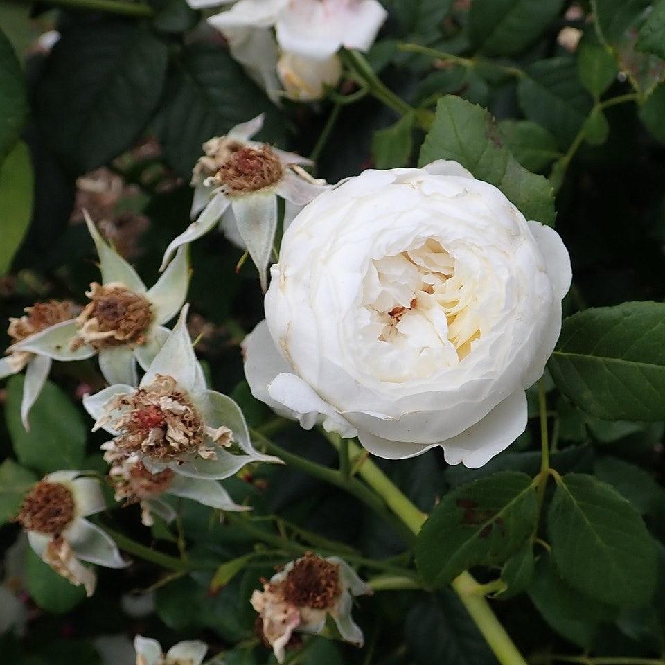 Rosa - Claire Austin Rose