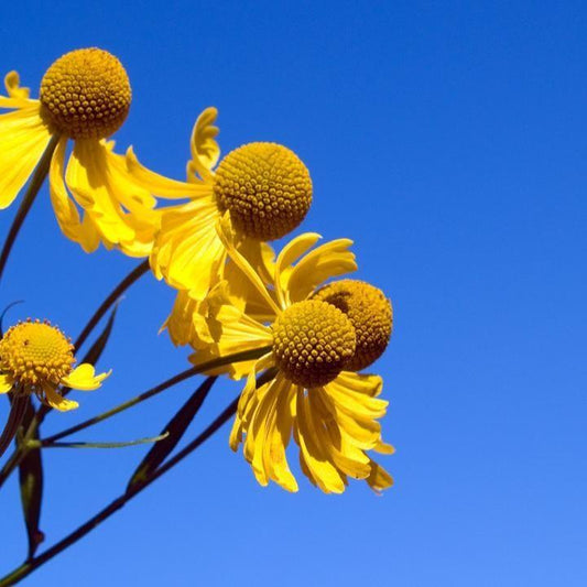 Helenium autumnale  - Common Sneezeweed