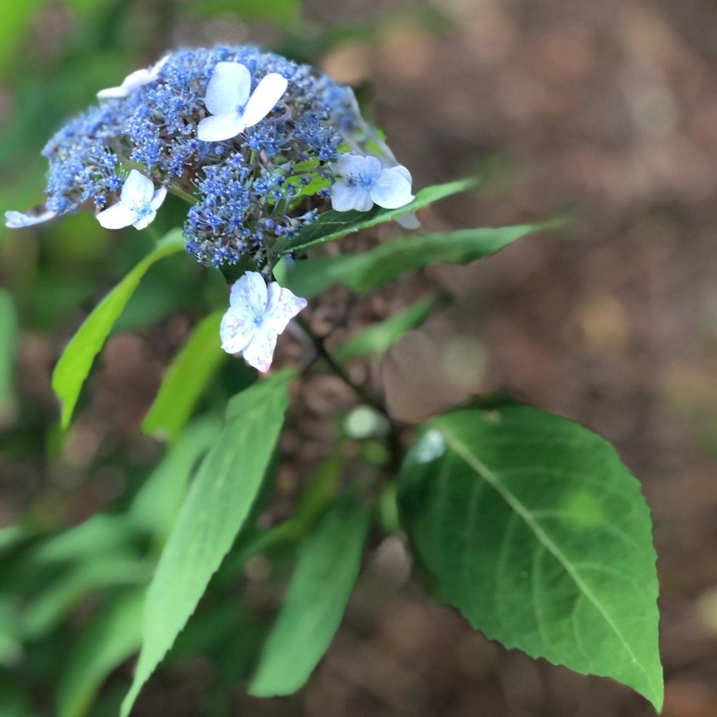 Hydrangea serrata - Blue Billow Hydrangea
