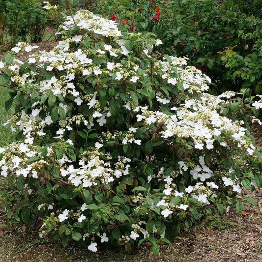 Viburnum plicatum var. tomentosum  - Steady Eddy® Doublefile Viburnum