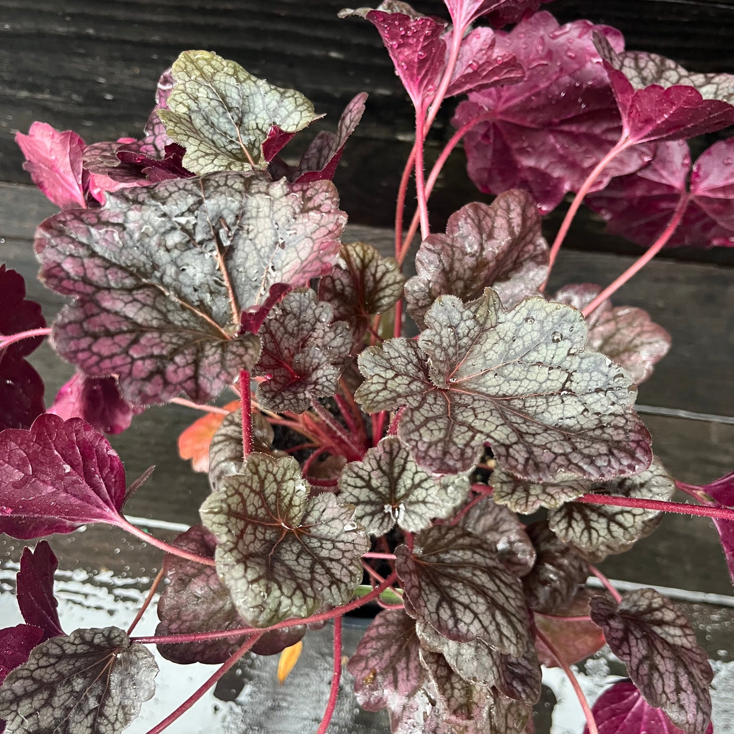 Heuchera  - Grape Expectations Coral Bells