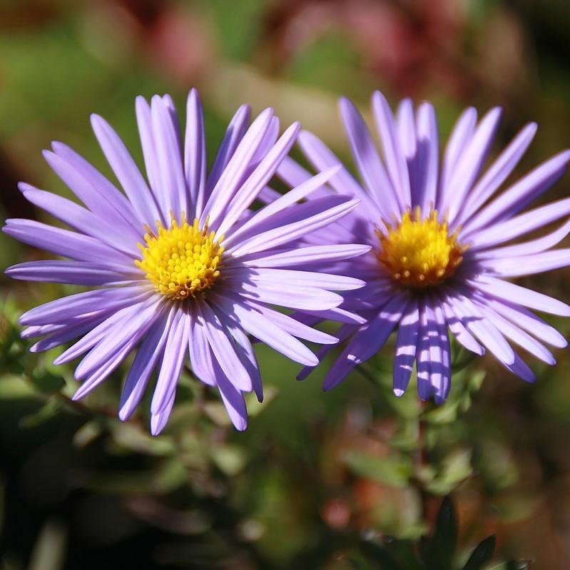 Aster oblongifolius - Raydon's Favorite Aromatic Aster