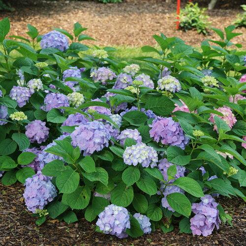 Hydrangea macrophylla × serrata - Let's Dance® Sky View® Hydrangea