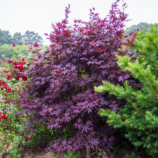 Acer palmatum - Japanese Maple 'Bloodgood'