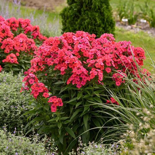 Phlox paniculata - Luminary® Sunset Coral Phlox