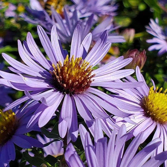Aster oblongifolium - Twilight Sky Aromatic Aster