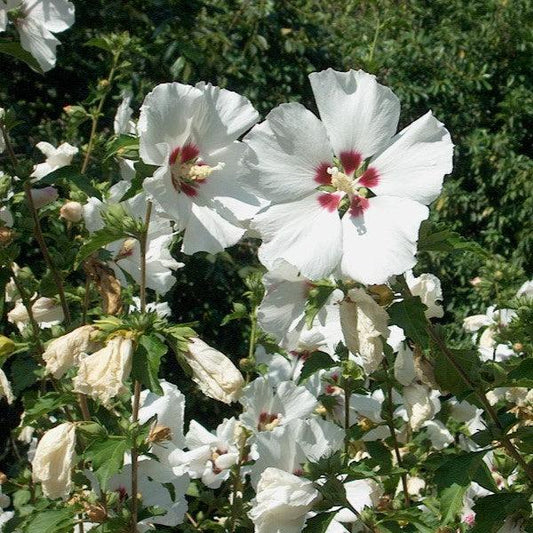 Hibiscus syriacus - Red Heart Hibiscus