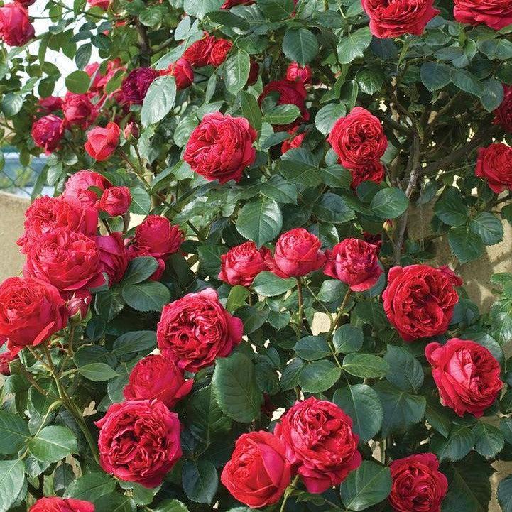Rosa - Eden Climber® Red Rose
