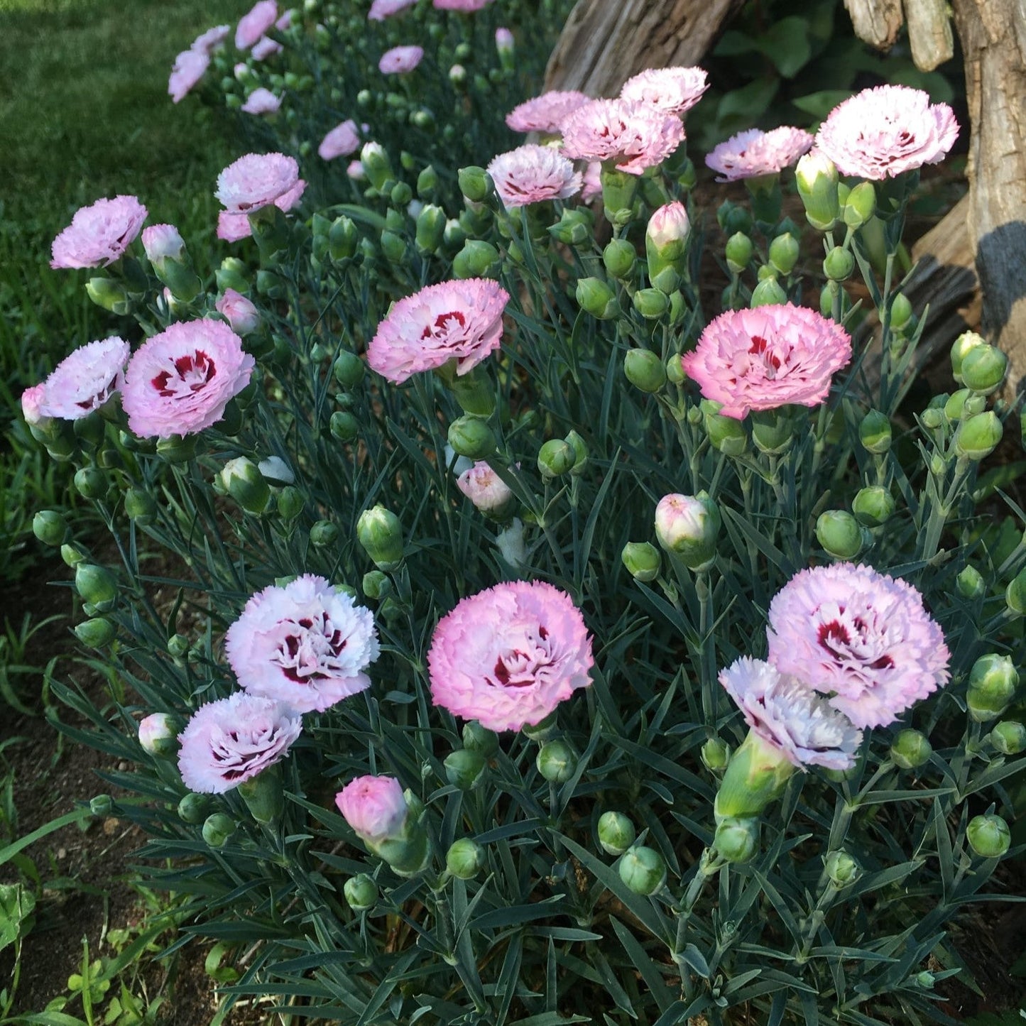 Dianthus - Pretty Poppers™ Appleblossom Burst Dianthus