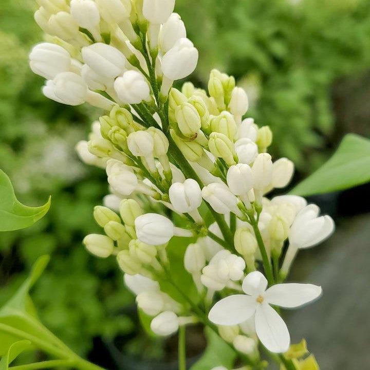 Syringa x hyacinthiflora - Angel White Lilac