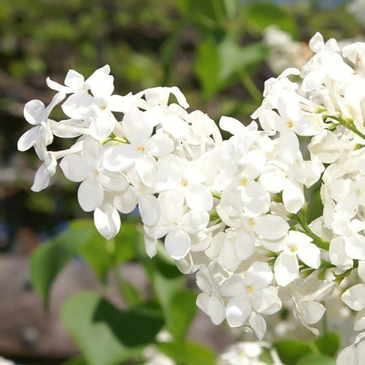 Syringa x oblata - Betsy Ross Lilac