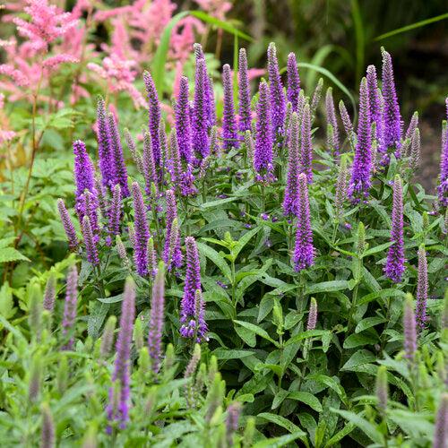 Veronica - PW® Magic Show® Purple Illusion Veronica