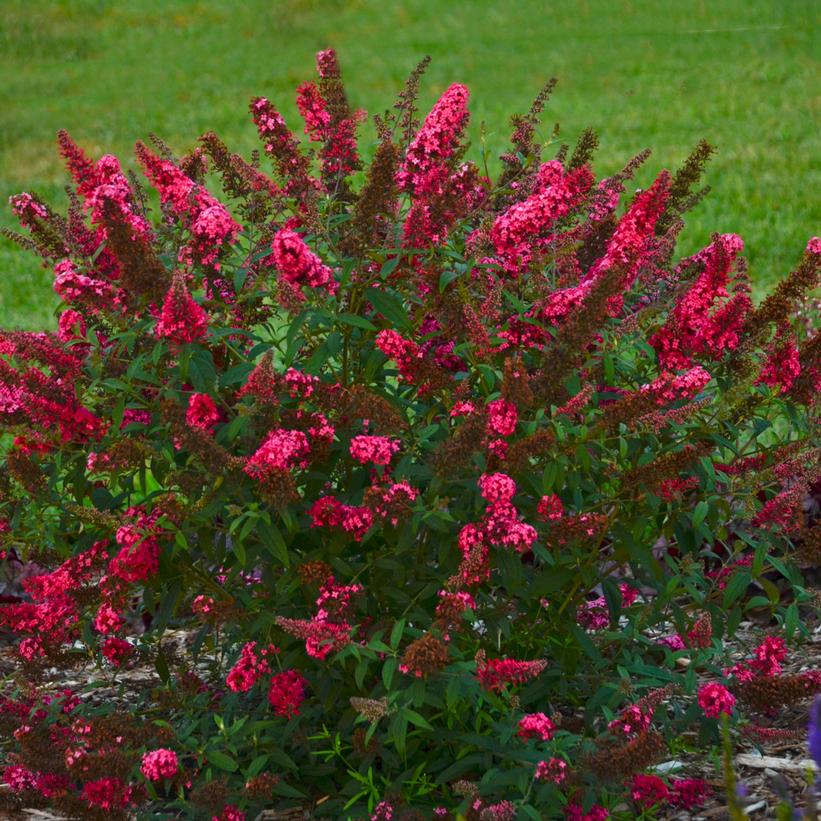 Buddleia davidii - Monarch® Prince Charming Butterfly Bush