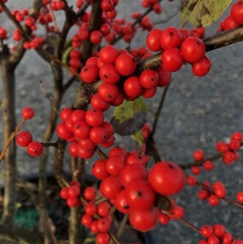 Ilex verticillata  - Winter Red Winterberry