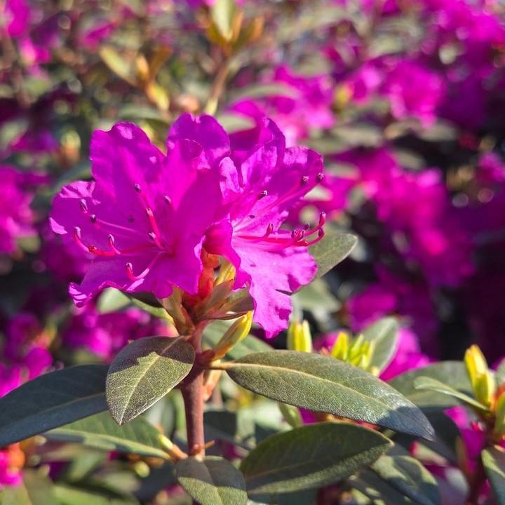 Rhododendron - PJM Elite Star
