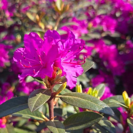 Rhododendron - PJM Elite Star
