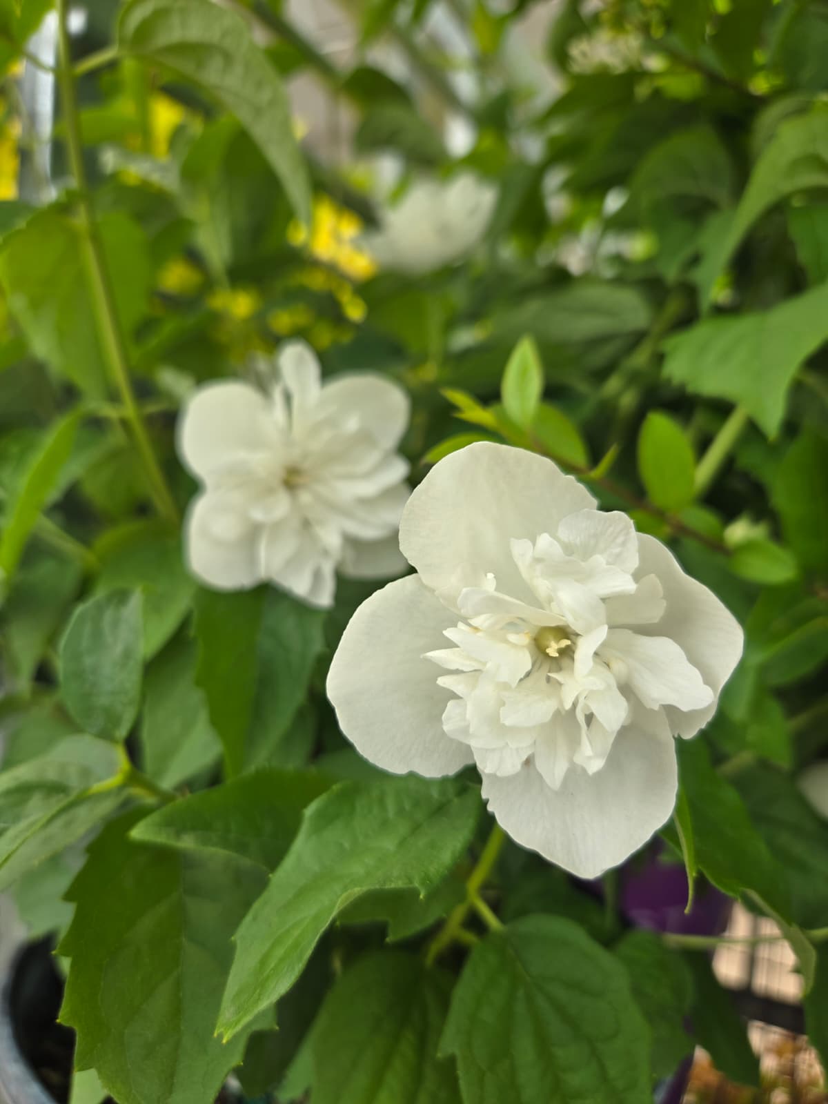 Philadelphus  - First Editions® Snow White™ Mockorange