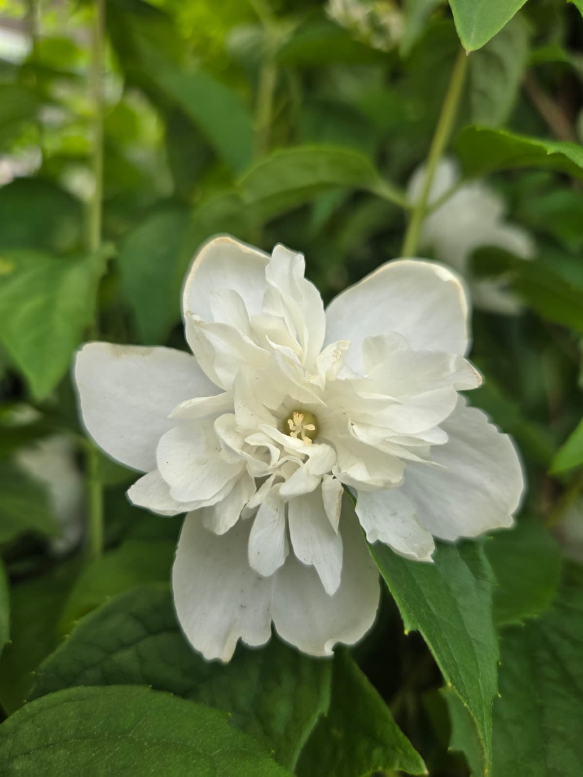Philadelphus  - First Editions® Snow White™ Mockorange